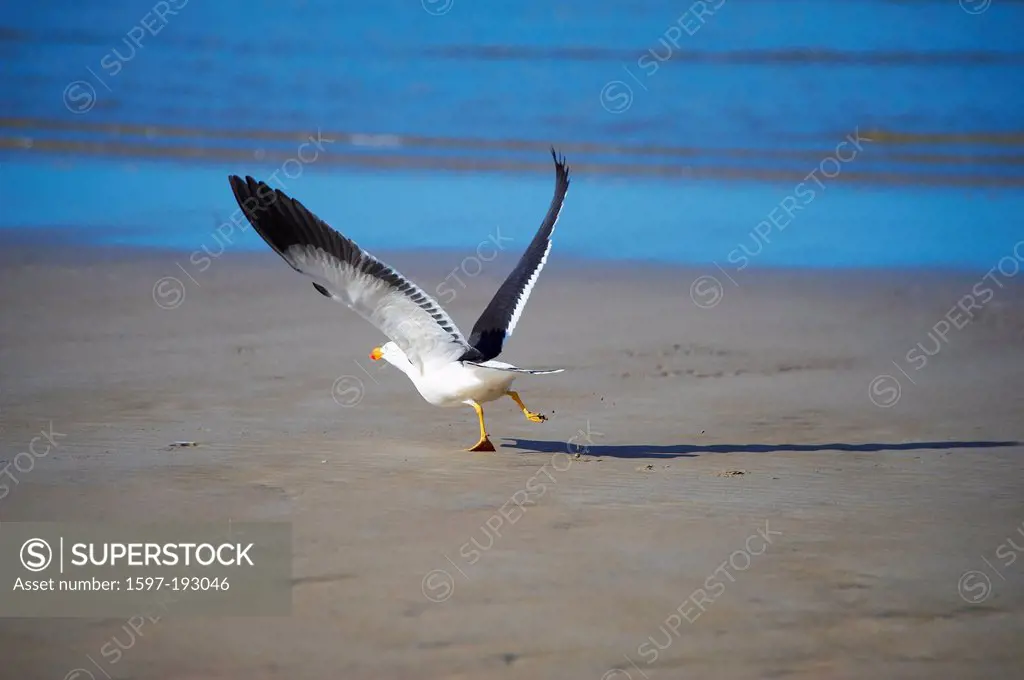 Australia, sea, sand, animal, Victoria, birds, Wilsons Promontory, national park, seagull,