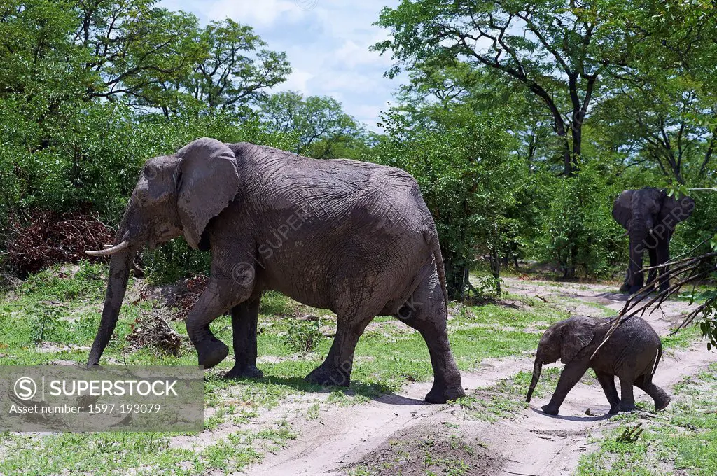 Botswana, Africa, elephant, Moremi, animals, two