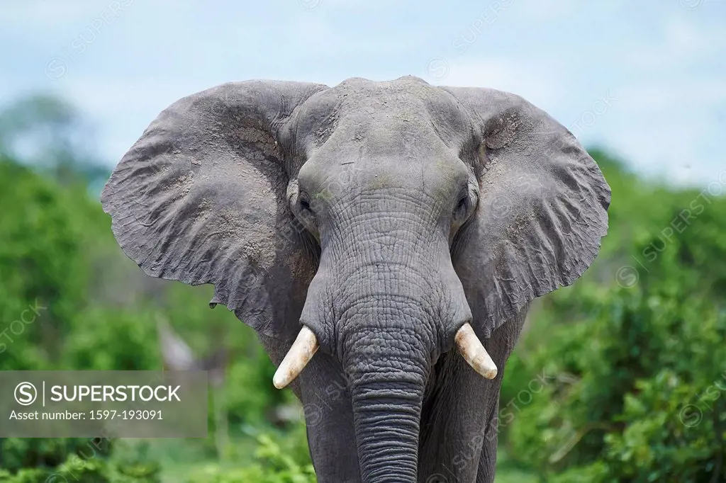 Botswana, Africa, elephant, Savuti, animals, head-on