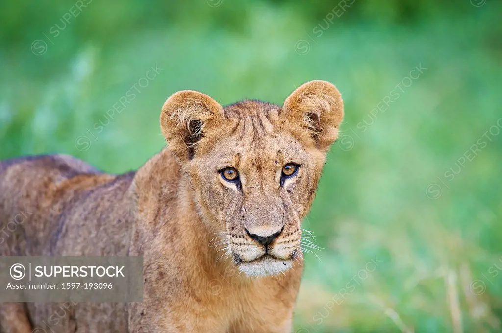 Botswana, Africa, lion, Savuti, animal,