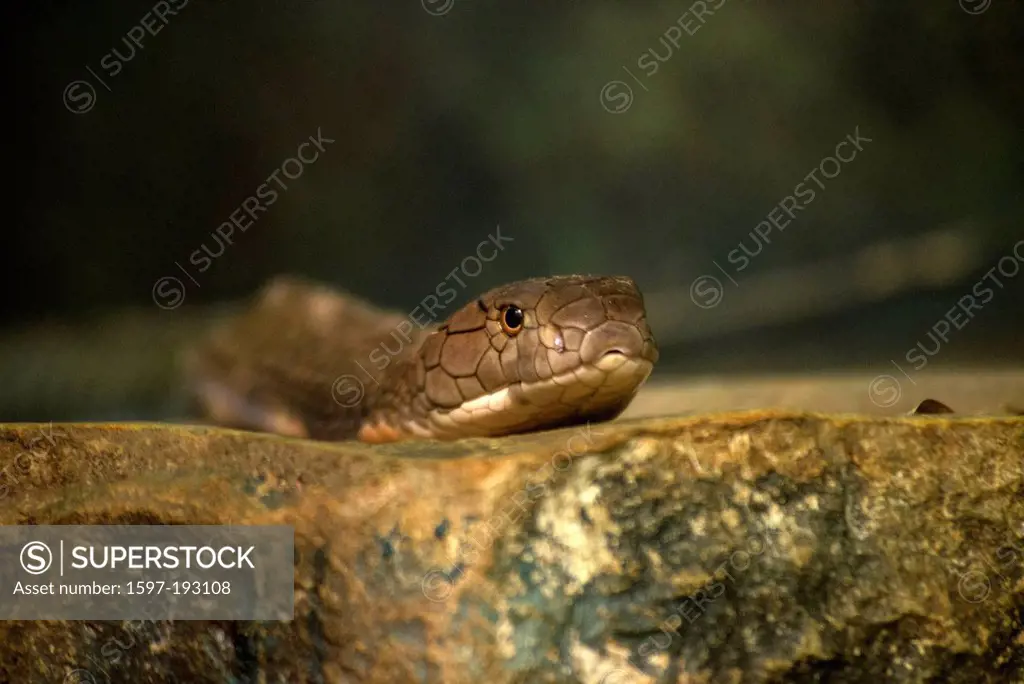 king cobra, ophiophagus hannah, snake, head, animal