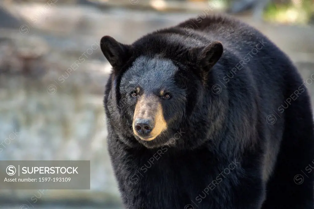 black bear, ursus americanus, bear, animal, USA, United States, America,