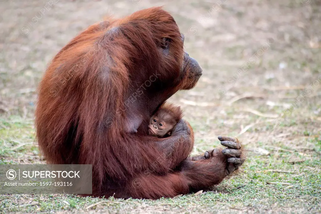 Sumatran, orang-utan, pongo pygmaeus, ape, animal