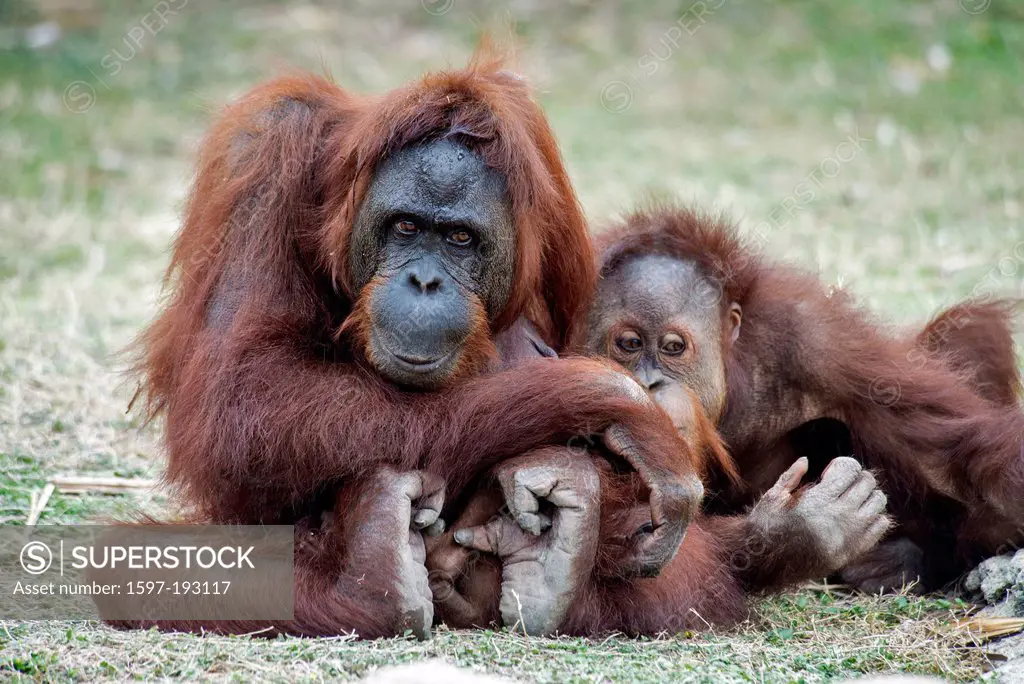 Sumatran, orang-utan, pongo pygmaeus, ape, animal
