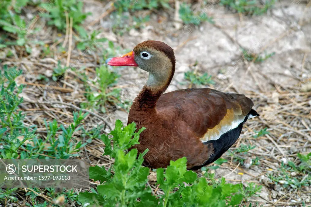 black-bellied whistling duck, dendrocygna autumnalis, duck, bird