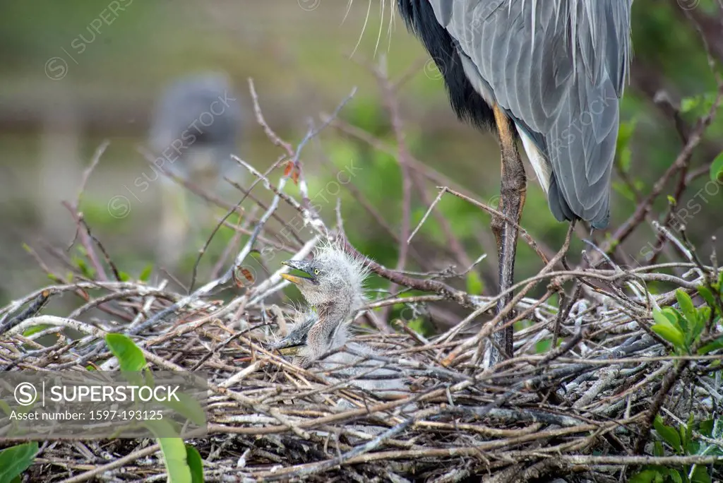 great blue heron, nesting, with young, ardea herodias, heron, bird,