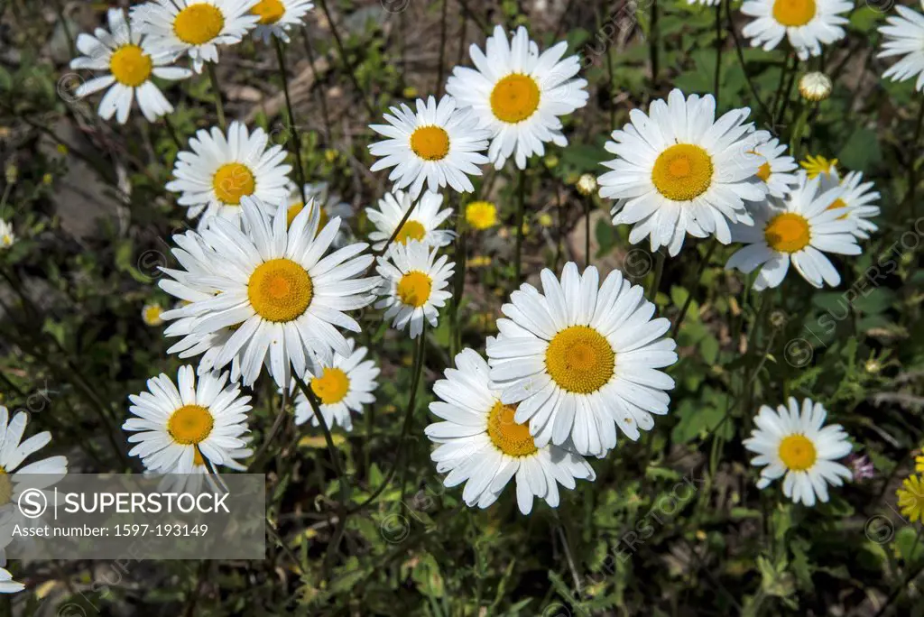 oxeye daisies, central BC, British Columbia, Canada, daisy, leucanthemum vulgare, flower, blossom,