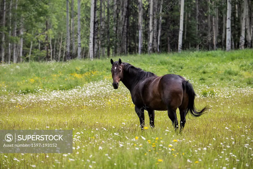 horse, animal, field, bc, Canada, meadow, forest, black, wild, free, animal