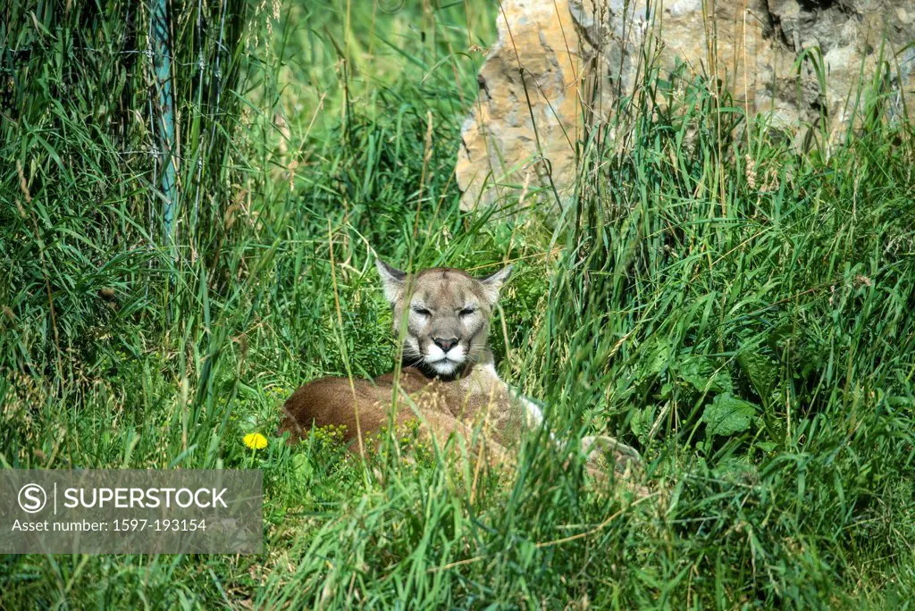 cougar, felis concolor, animal, meadow, USA, United States, America,