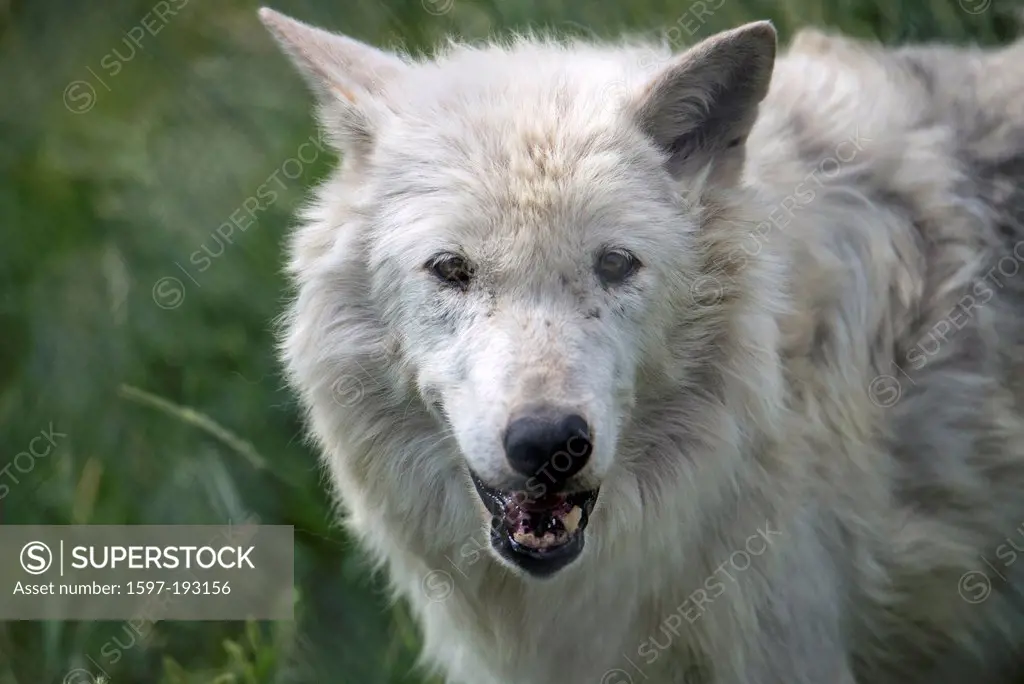 gray wolf, white phase, canis lupus, wolf, animal, USA, United States, America,