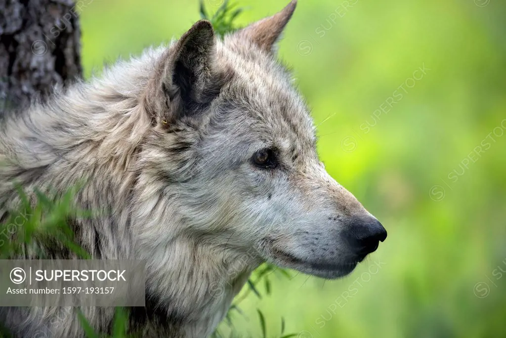 gray wolf, canis lupus, wolf, animal, USA, United States, America,