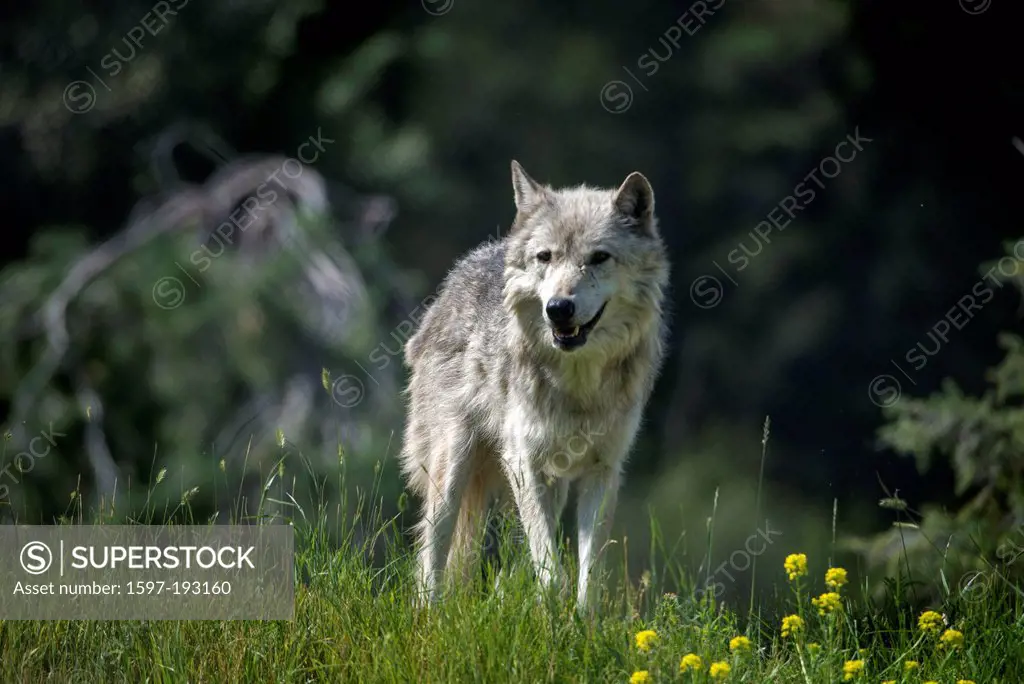 gray wolf, canis lupus, wolf, animal, USA, United States, America,