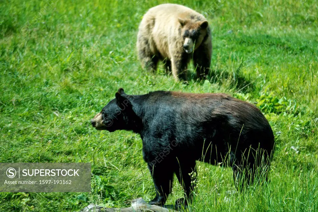 black bear, ursus americanus, bear, animal, USA, United States, America, meadow