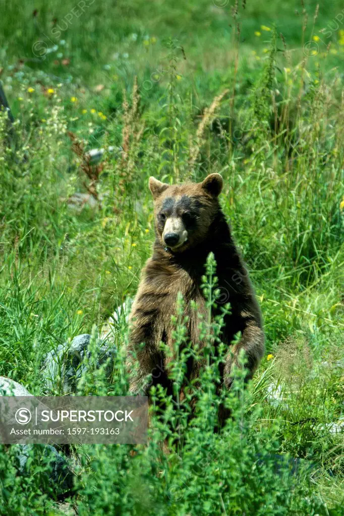 black bear, ursus americanus, bear, animal, USA, United States, America, meadow