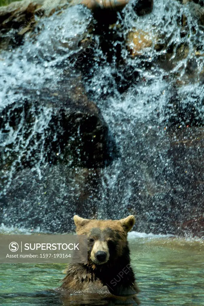 black bear, ursus americanus, bear, animal, USA, United States, America, water