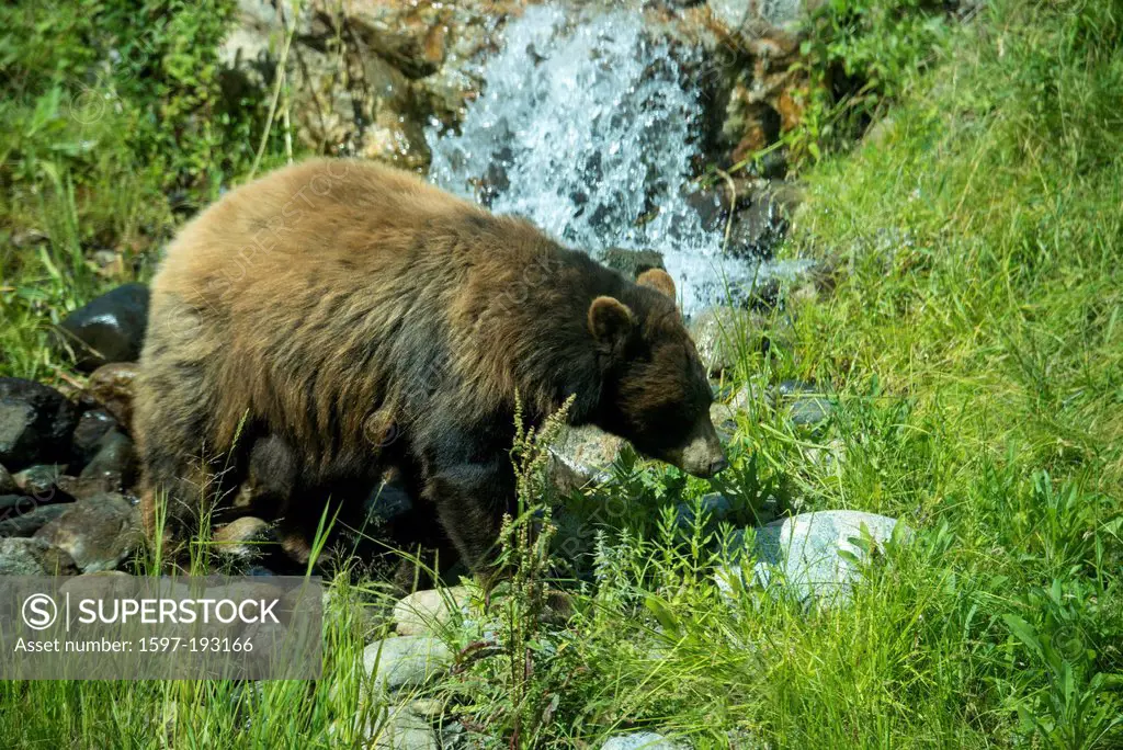 black bear, ursus americanus, bear, animal, USA, United States, America, meadow, creek,