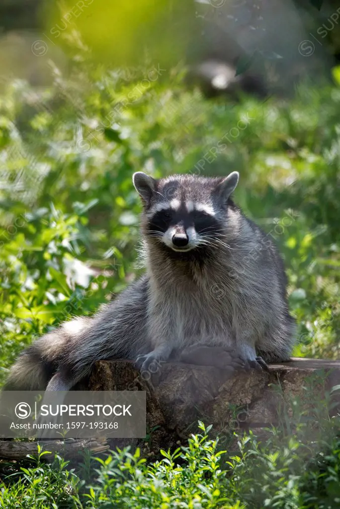 raccoon, procyon lotor, animal, USA, United States, America,
