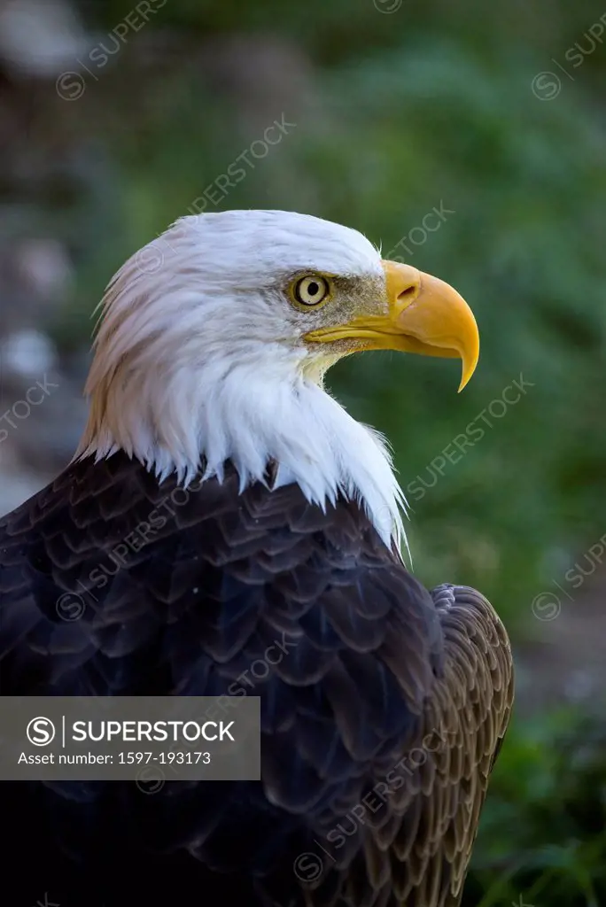 bald eagle, haliaeetus leucocephalus, eagle, bird, USA, United States, America,