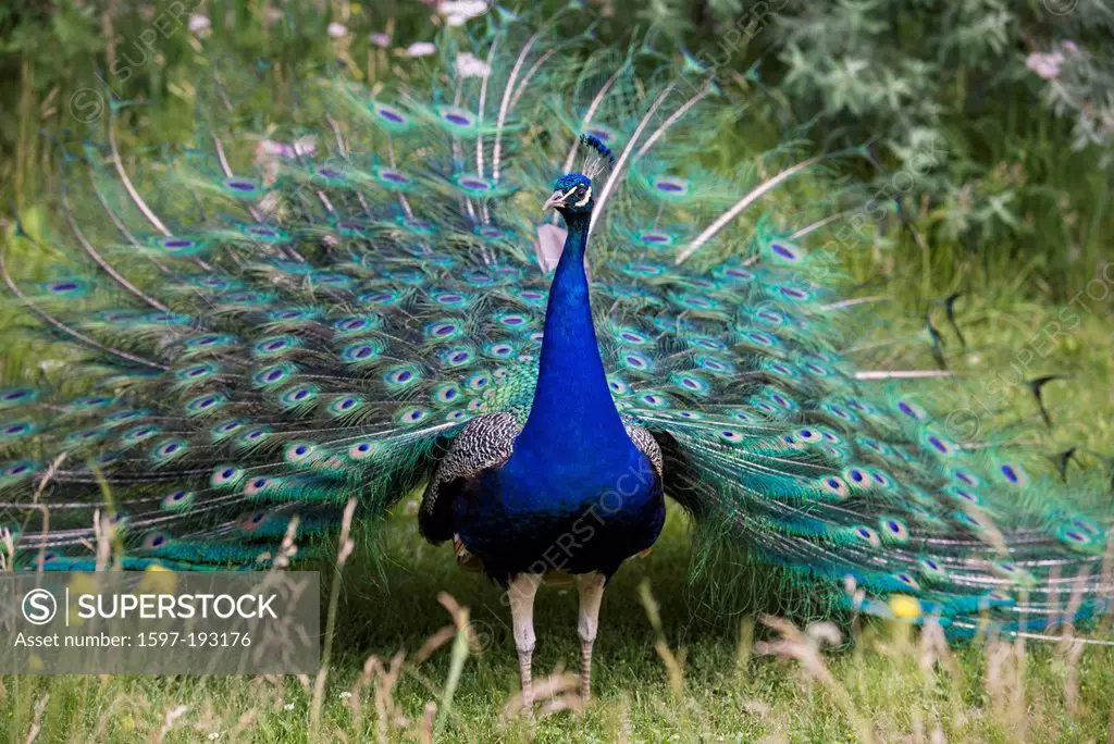 male, peacock, Indian peafowl, pavo cristatus, bird, USA, United States, America,