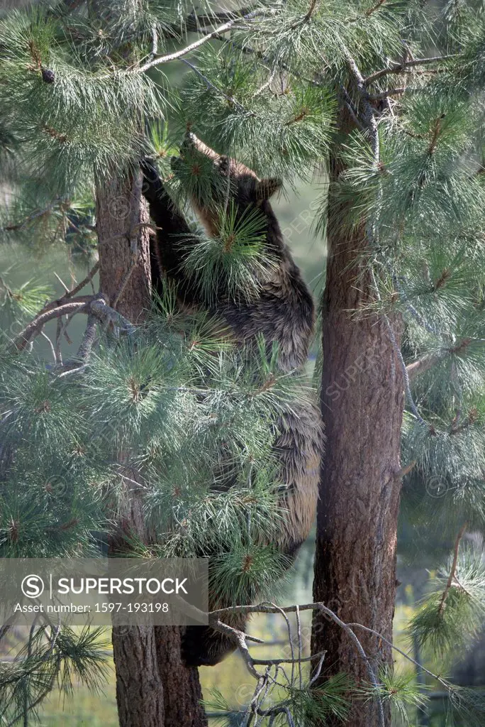 grizzly bear, ursus arctos, tree, bear, USA, United States, America, animal