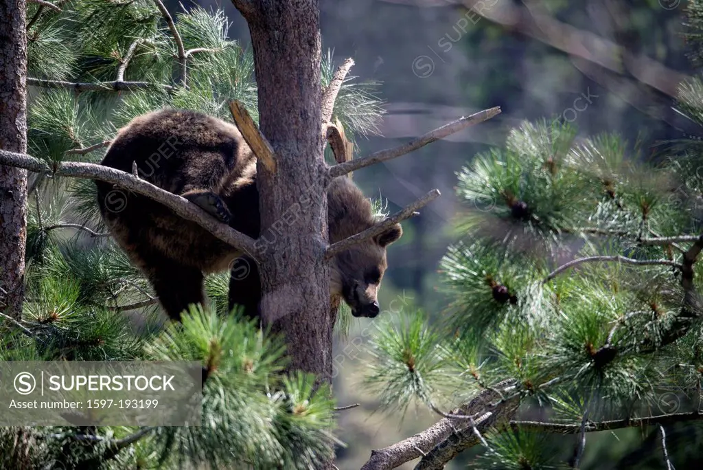 grizzly bear, ursus arctos, tree, bear, USA, United States, America, animal