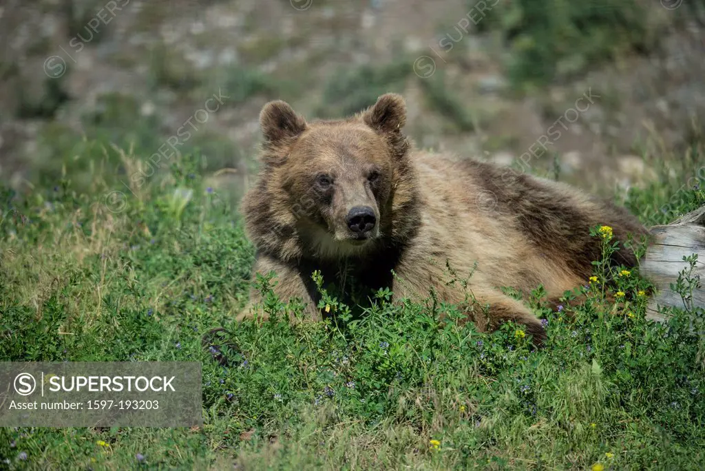 grizzly bear, ursus arctos, meadow, animal, bear, USA, United States, America,