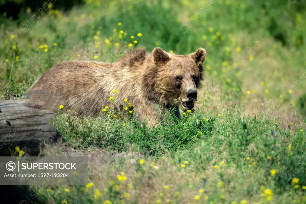 grizzly bear, ursus arctos, meadow, animal, bear, USA, United States, America,