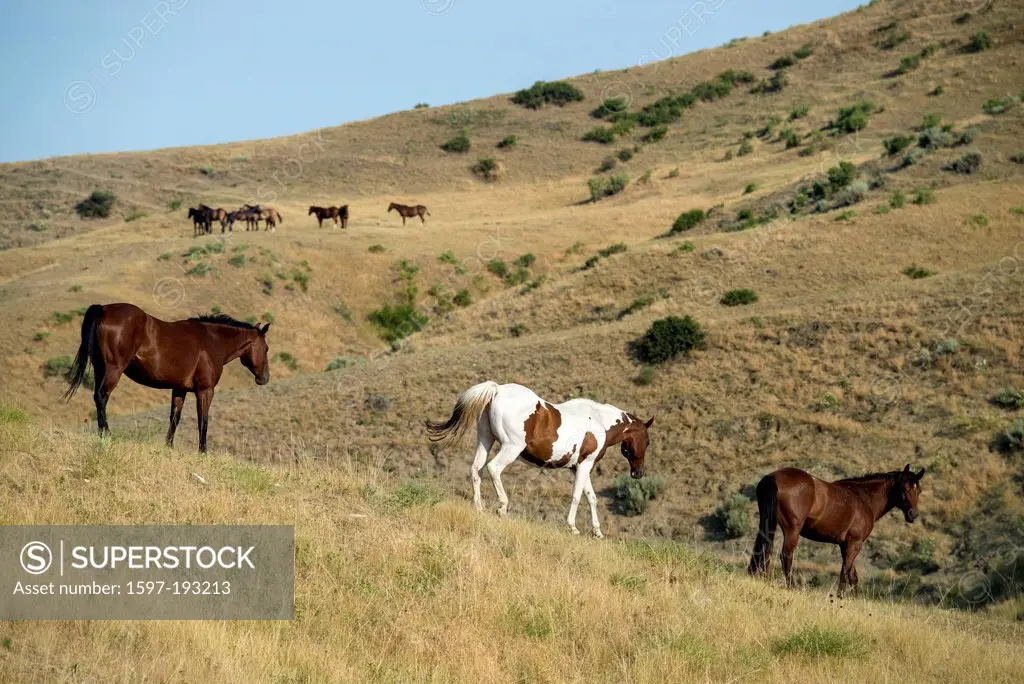 horses, animal, wild, little bighorn valley, Montana, USA, United States, America, prairie