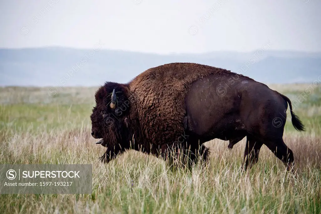 Bison, buffalo, Wind Cave, National Park, South Dakota, USA, United States, America, animal, meadow