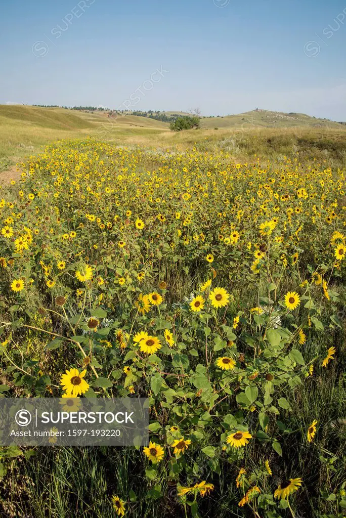 field, daisies, flowers, Wind Cave, National Park, South Dakota, USA, United States, America, yellow