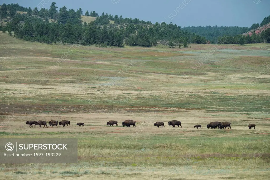 Bison, buffalo, Wind Cave, National Park, South Dakota, USA, United States, America, animals, prairie,