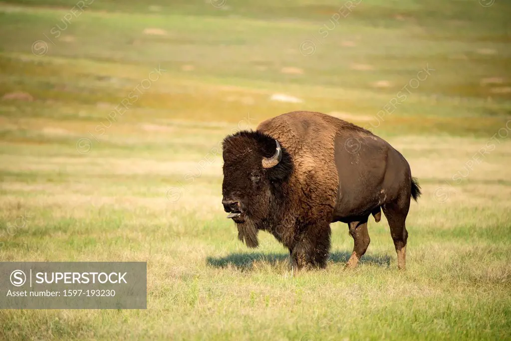 Bison, buffalo, Wind Cave, National Park, South Dakota, USA, United States, America, animal, prairie,