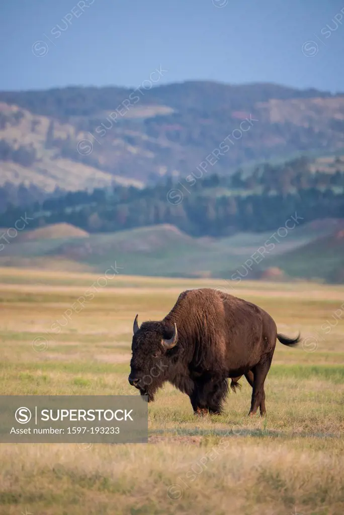 Bison, buffalo, Wind Cave, National Park, South Dakota, USA, United States, America, animal, prairie,