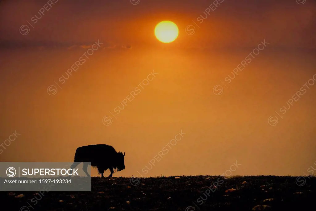 Bison, buffalo, Wind Cave, National Park, South Dakota, USA, United States, America, animal, prairie, sunset
