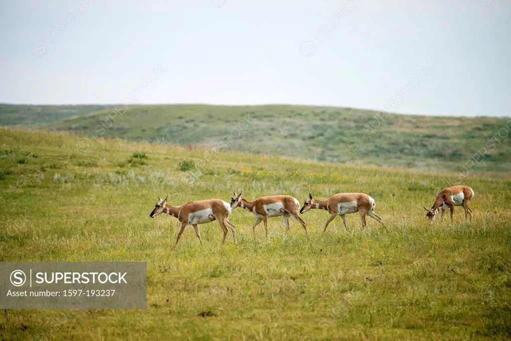 pronghorn antelope, antilocapra americana, Wind Cave, National Park, South Dakota, USA, United States, America, antelopes, animal,
