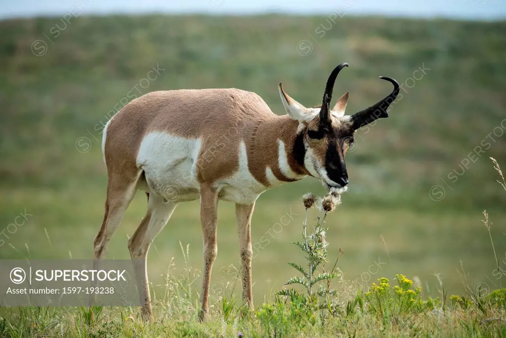 pronghorn antelope, antilocapra americana, Wind Cave, National Park, South Dakota, USA, United States, America, antelope, animal,