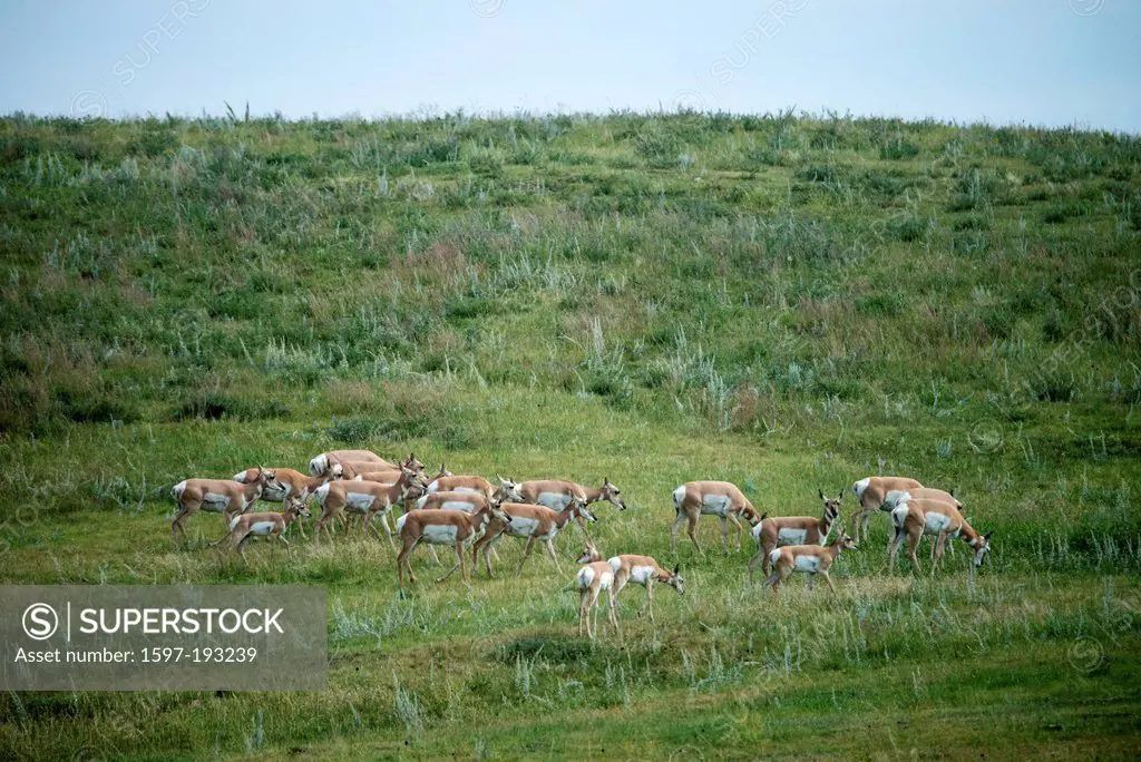 pronghorn antelope, antilocapra americana, Wind Cave, National Park, South Dakota, USA, United States, America, antelopes, sunset, animal,