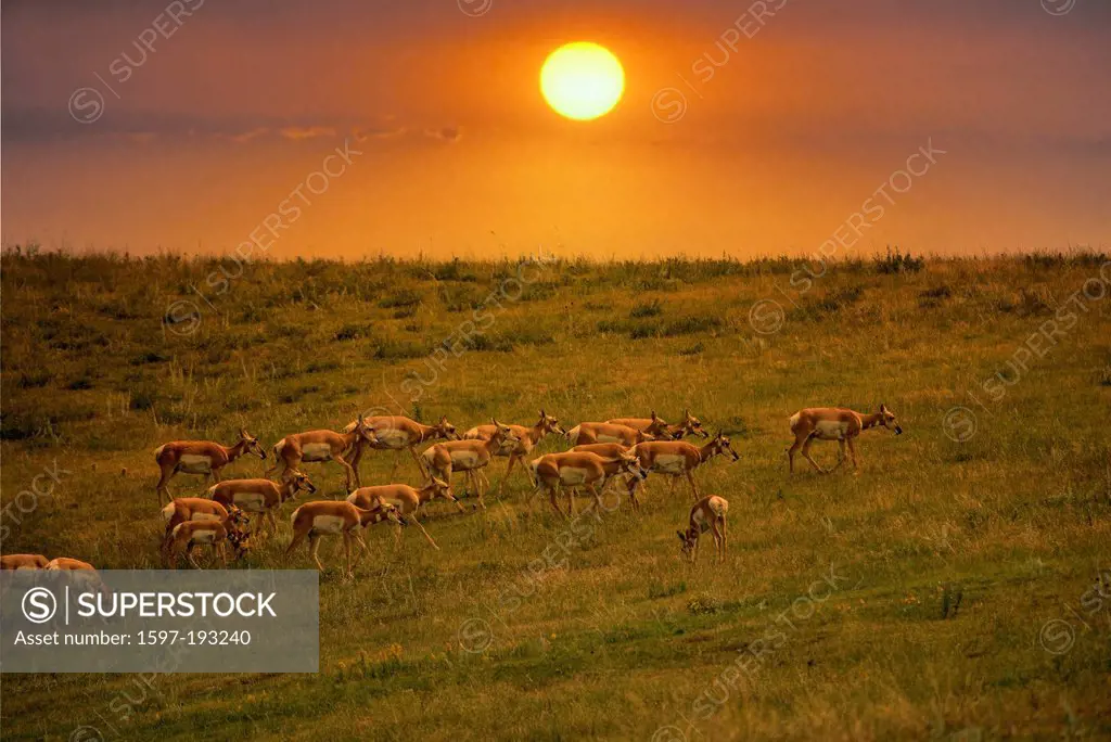 pronghorn antelope, antilocapra americana, Wind Cave, National Park, South Dakota, USA, United States, America, antelopes, sunset, animal,