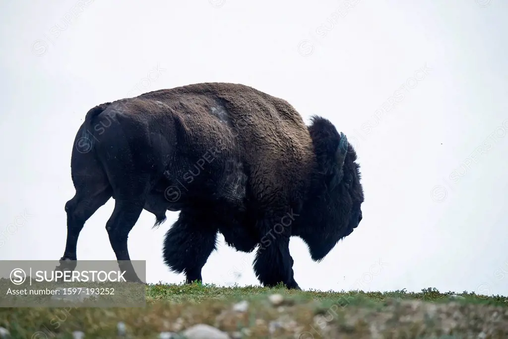 Bison, buffalo, Wind Cave, National Park, South Dakota, USA, United States, America, animal