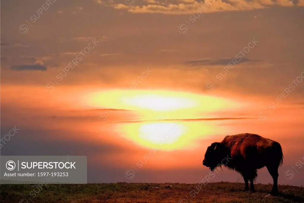 Bison, buffalo, Wind Cave, National Park, South Dakota, USA, United States, America, animal, sunset