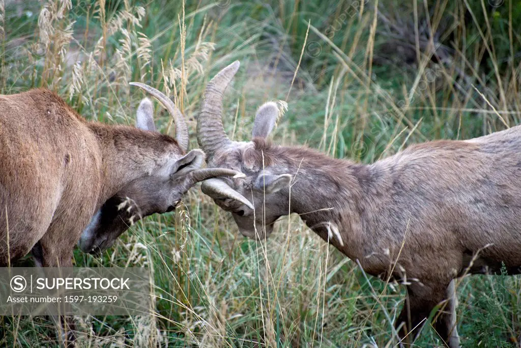 Bighorn Sheep, Ovis canadensis, Badlands, National Park, South Dakota, USA, United States, America, fighting