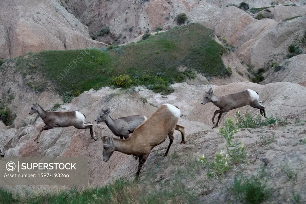 Bighorn Sheep, Ovis canadensis, Badlands, National Park, South Dakota, USA, United States, America, rocks