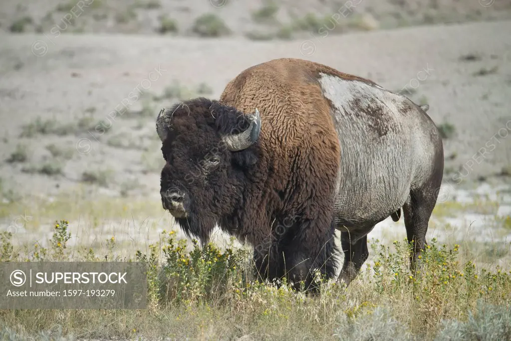 American Bison, buffalo, Badlands, National Park, South Dakota, USA, United States, America, bison, prairie