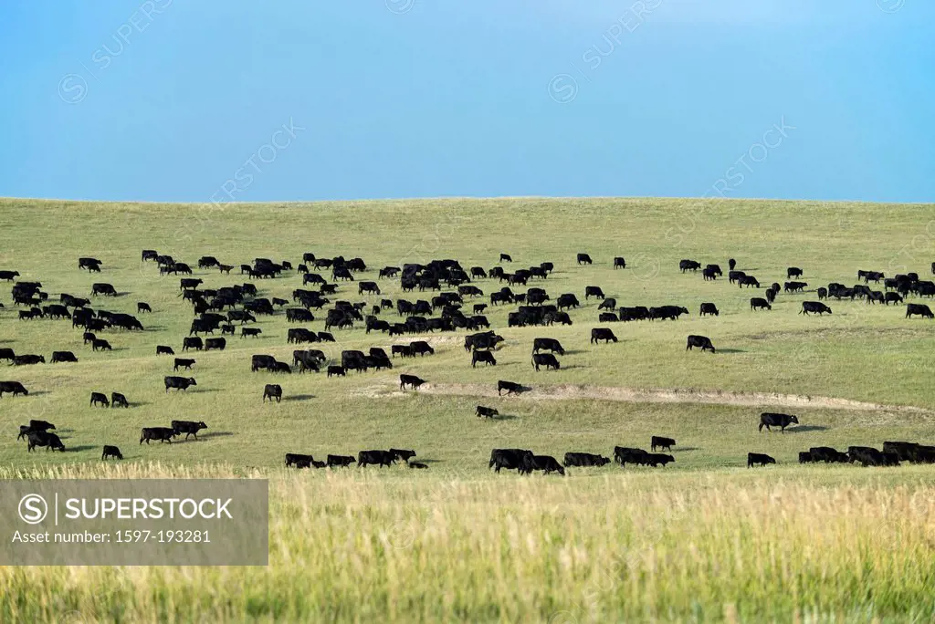 black angus, cattle, cows, prairie, South Dakota, USA, United States, America, agriculture