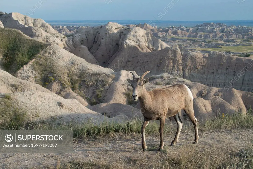 Bighorn Sheep, Ovis canadensis, Badlands, National Park, South Dakota, USA, United States, America, animal