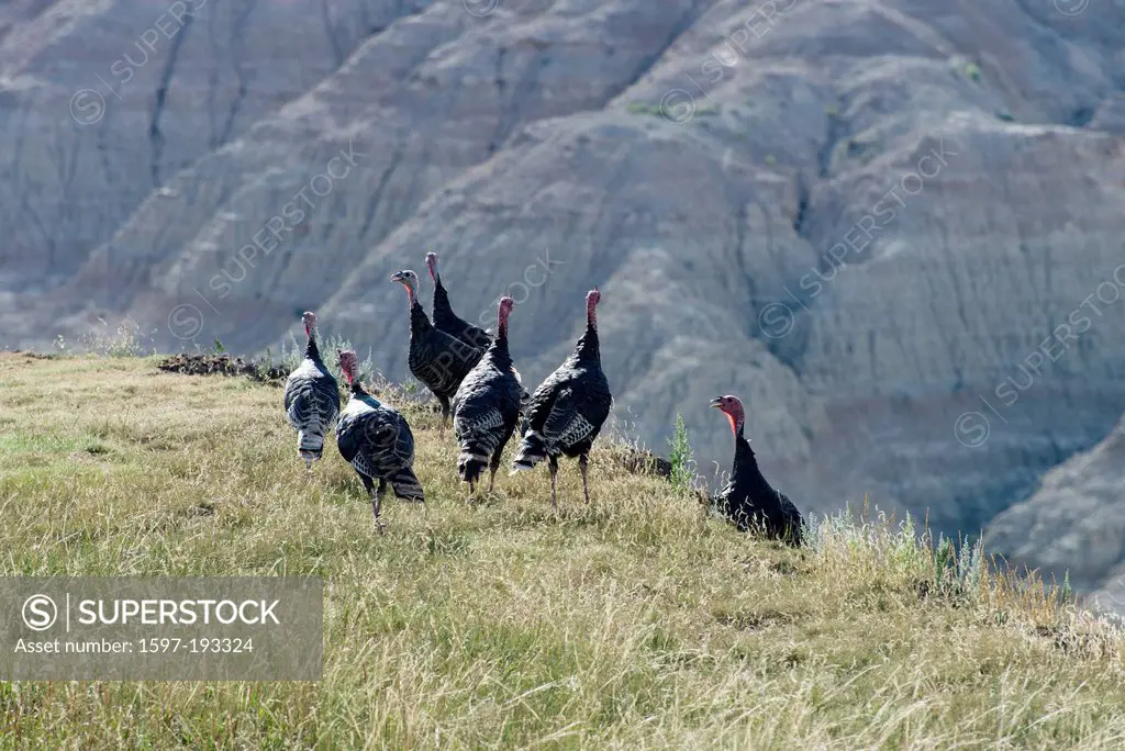 wild turkey, melagris gallapavo, Badlands, National Park, South Dakota, USA, United States, America, birds