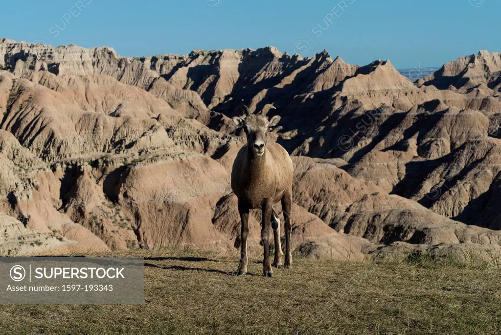 Bighorn Sheep, Ovis canadensis, Badlands, National Park, South Dakota, USA, United States, America, animal