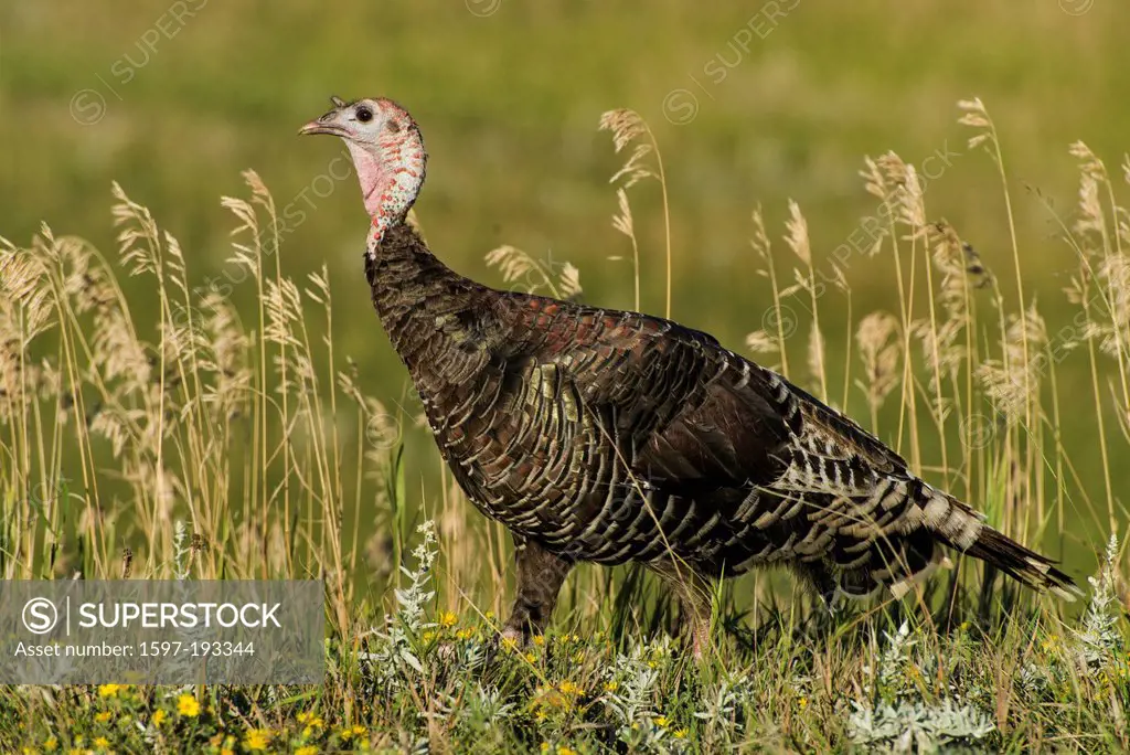 wild turkey, melagris gallapavo, Badlands, National Park, South Dakota, USA, United States, America, birds