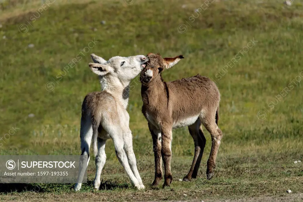 Wild burro, Custer, State Park, South Dakota, USA, United States, America, donkeys, animals, two,