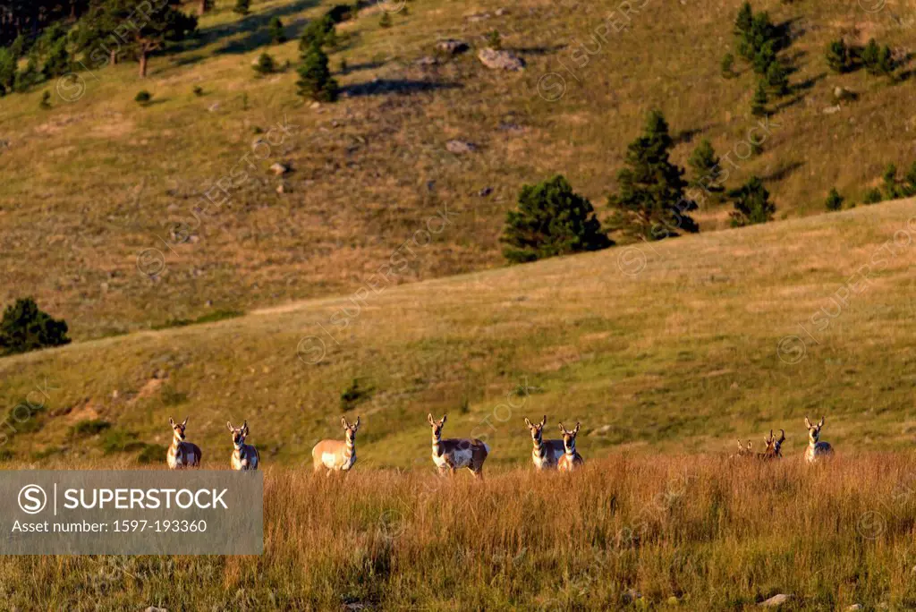 pronghorn antelope, antilocapra americana, Wind Cave, National Park, South Dakota, USA, United States, America, antelopes, animal,